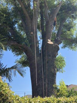 Tree removal