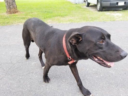 Hank the Tank, our office dog