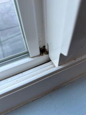 Glue or some other substance in between windows