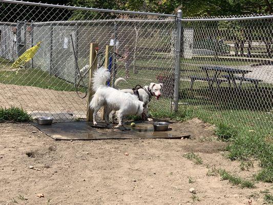 Ghost at the dog park. (See 1 star review by Alyssa S.)