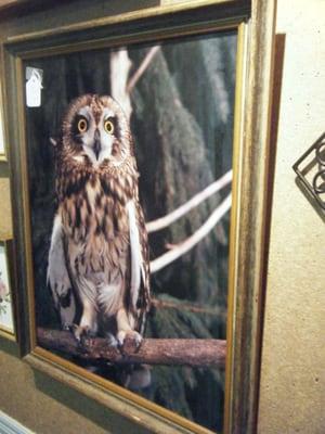 Cool owl picture