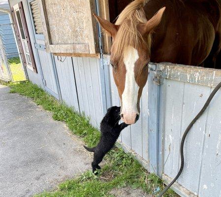 import puppy maya with my horse reagan