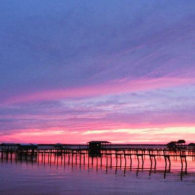 Enjoy your View w/o the pests           "Florida Living"