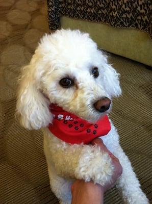 Maholly - one of the therapy dogs while patients wait