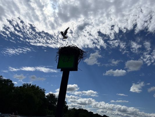 Bothered Osprey