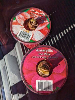 My amarylli