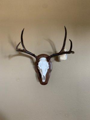 West Coast Taxidermy Studio