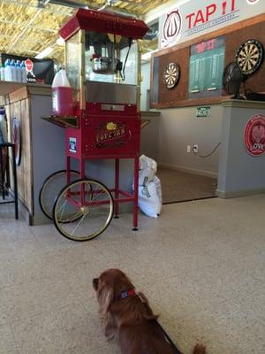 Sweet pup eyeing that popcorn!