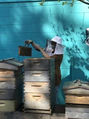 Felicia showing us the inside of a hive