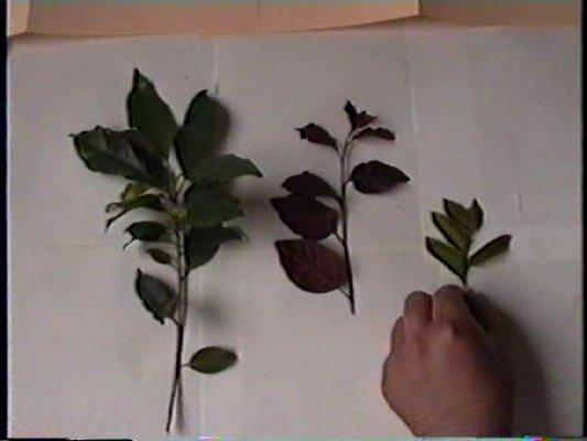 Left leaves are treatment by Dr. Young's Technic.  Right two leaves are normal growth..