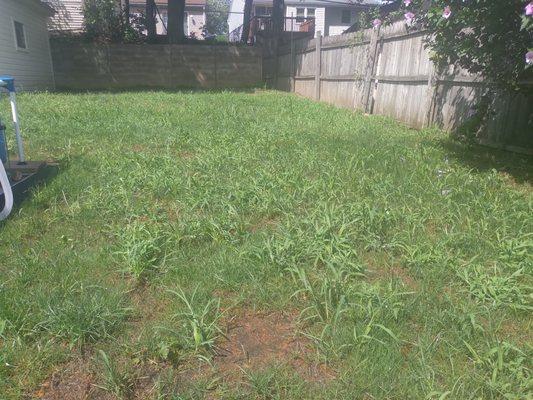 Back yard full of weeds