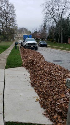 Fall cleanup / leaf removal