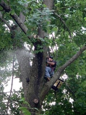 Tree removal