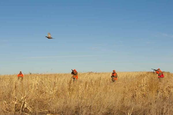 Pheasant hunting in South Dakota