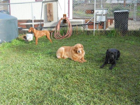 Kopi and Lola getting to know each other. Amber in the back checkin' stuff out.