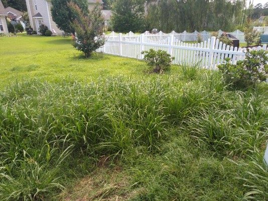 Had to mow this overgrown lawn