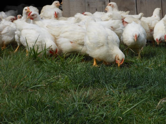 Our Pasture-Grazed Chickens