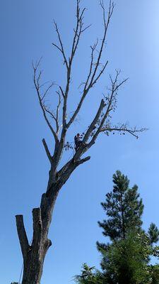 Removal of large dead tree!