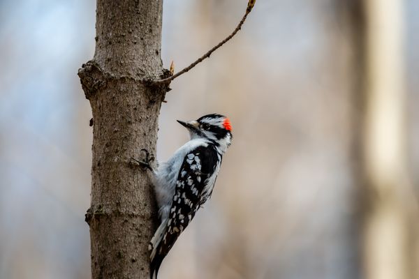 Fun facts of the day featuring the Downy Woodpecker! Did you know that the Downy Woodpecker is the smallest woodpecker in North America?