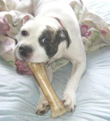 Tessa- American Bulldog Rescue