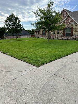 Fresh grade with beautiful St Augustine sod. Added topsoil before laying sod to help it grow healthy.