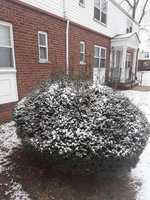 Unpruned bushes. And most of my grass is dead. The leasing office has nice landscaping. And flowers planted in spring.