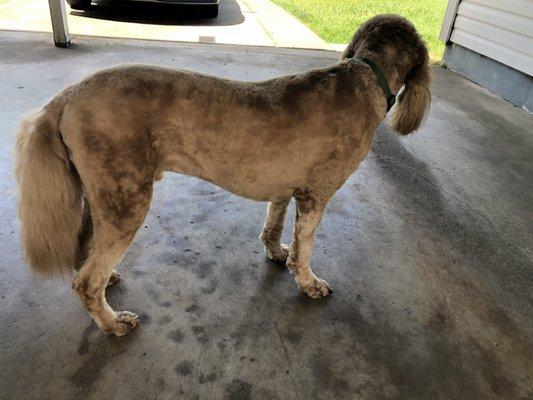 Even haircut with his body!