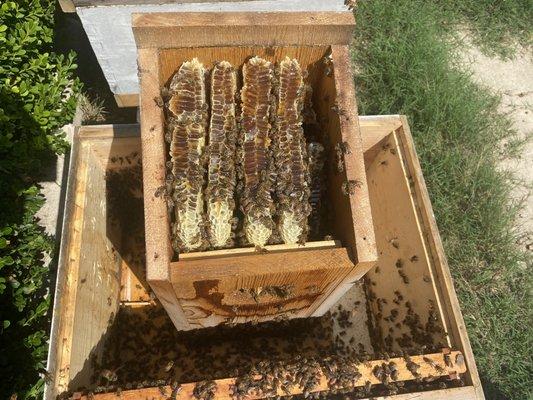 Bees discover your owl box?  We are experts at carefully removing the colony and moving them to a proper apiary.