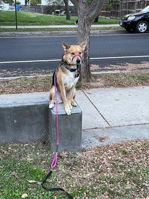 Lily practicing her place command and waiting for mom to release her.