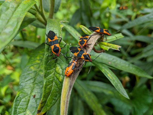 Kissing Beetles