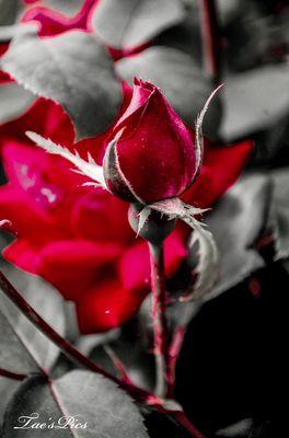 Blooming Red Rose