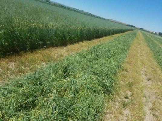 Cutting Alfalfa.