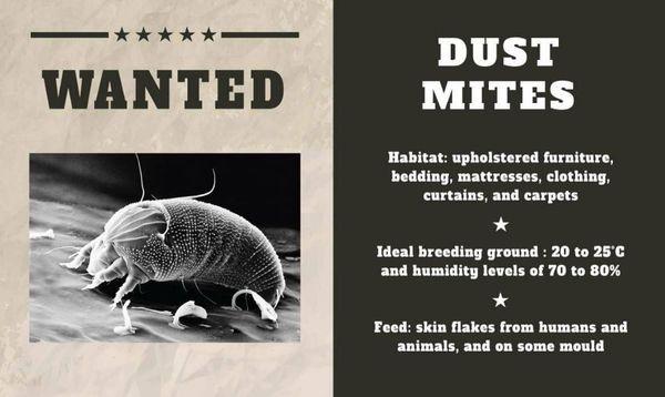 Dust mites ! Metro Steamers will get rid of them call today 919-395-3771