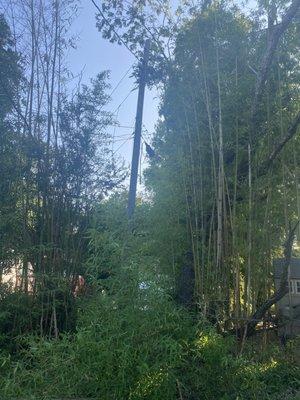 30-40ft bamboo forest removal