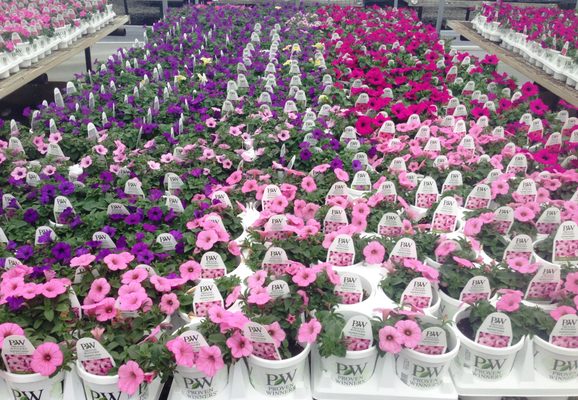 Olson's dedicates 15,000 sq. ft. of production space to Proven Winners. Petunias shown here.