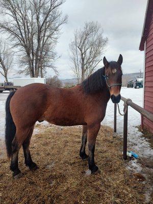 ReBar an up and coming riding and driving horse! Time to get him going:)