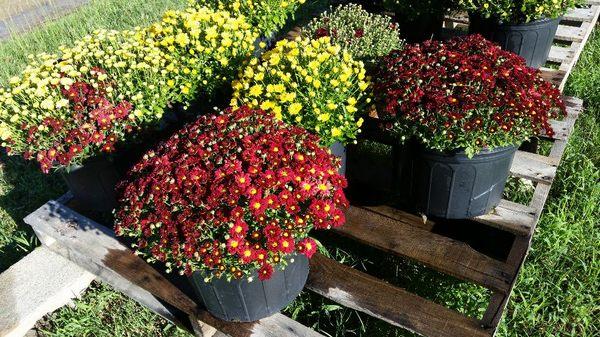 Fall mums