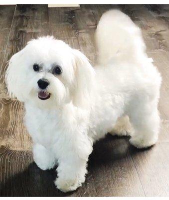 This is Snowball. My 1 1/2 yr old Malshi.  He is very social and smart. He's done a commercial