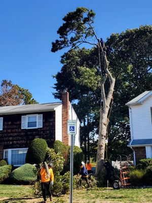 Cross Island Tree & Land