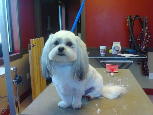 I love my groomers