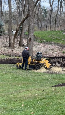 We're utilizing a stump grinder as the final step after removing a tree.