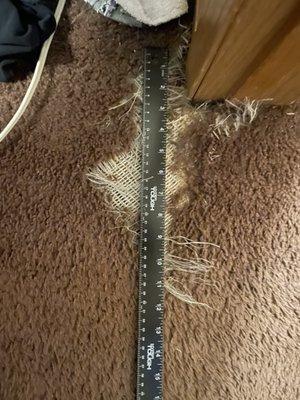 Another section which has peeled from vacuuming. Those long white fibers started under the dense brown carpet.