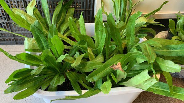 Fresh culantro plants for sale!