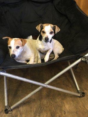 Precious Coco and Bella at Big Chief RV Park and Extended Stay Cabins, Ponca City, Ok.