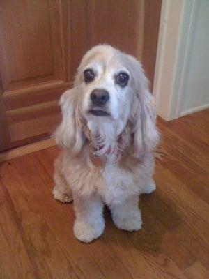 Sadie with a fancy part in her hair!