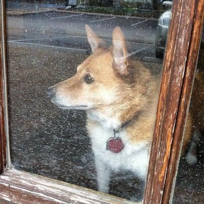 Tanner the shop dog.