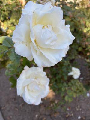 Encanto Park Rose Garden