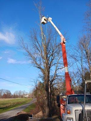 Dead maple removed