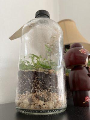 Terrarium