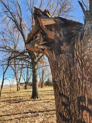 Dangerous dead trees are a liability.....